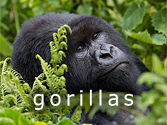 mountain gorillas