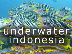 underwater indonesia gallery
