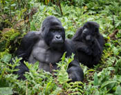 Mountain Gorilla Pair,Agashya Group