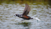 Harlequin Duck Takeoff