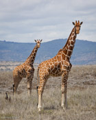 Giraffes in Two Sizes (Reticulated Giraffe)
