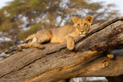 Reclining Male Lion Cub