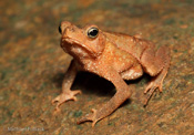Leaflitter Toad (Rhinelia alata),Santa Rita Arriba,Colón Province,Panama