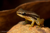 Panama Poison Dart Frog (Colostethus panamensis),Santa Rita Arriba,Colón Province,Panama