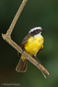 Social Flycatcher,Gamboa,Colón Province,Panama