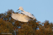 Snowy Egret, Palo Alto Baylands, CA