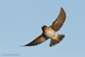 Cliff Swallow, Palo Alto Baylands, CA