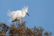 Snowy Egret, Palo Alto Baylands, CA