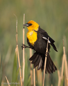 Yellow-headed Blackbird Doing Splits, Sierra Valley, CA