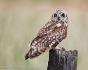 Short-eared Owl on Old Fencepost, Sierra Valley, CA
