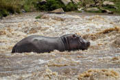 Hippo in the Rapids
