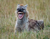Hyena, Laughing