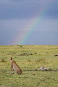 Cheetahs and Rainbow