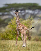 Day-Old Giraffe