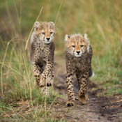 Cheetah Cubs on Game Path